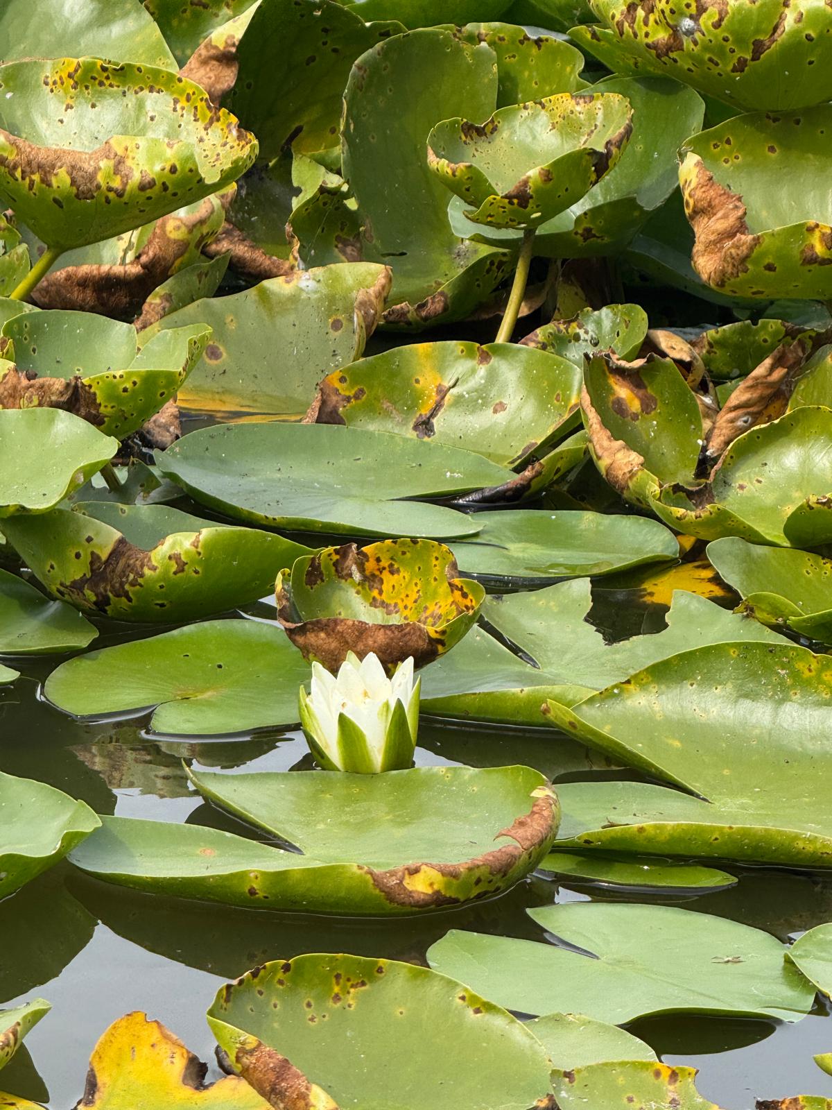 Gallery immagine: Laghi di Monticchio - 80